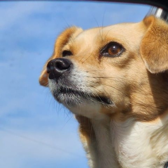 Meet your Posher, David - Picture 1 of 1